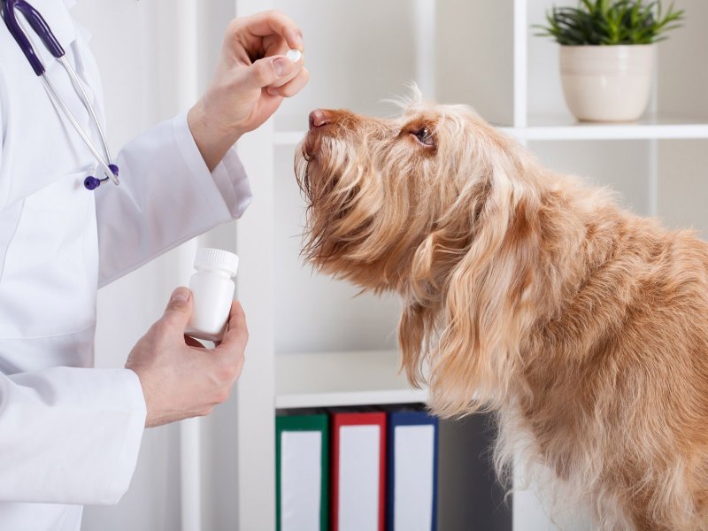 Centro Veterinario Los Colorados - Servicios de farmacia para tu mascota